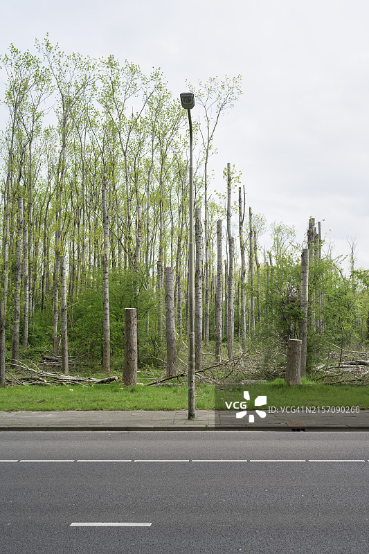 81318694荷兰，北布拉班特省，蒂尔堡，沥青路边的小树林图片素材