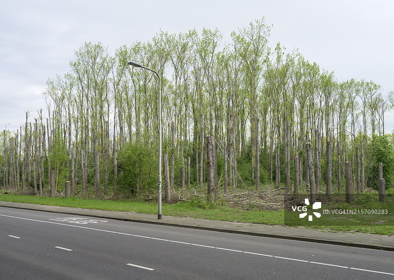81318694荷兰，北布拉班特省，蒂尔堡，沥青路边的小树林图片素材