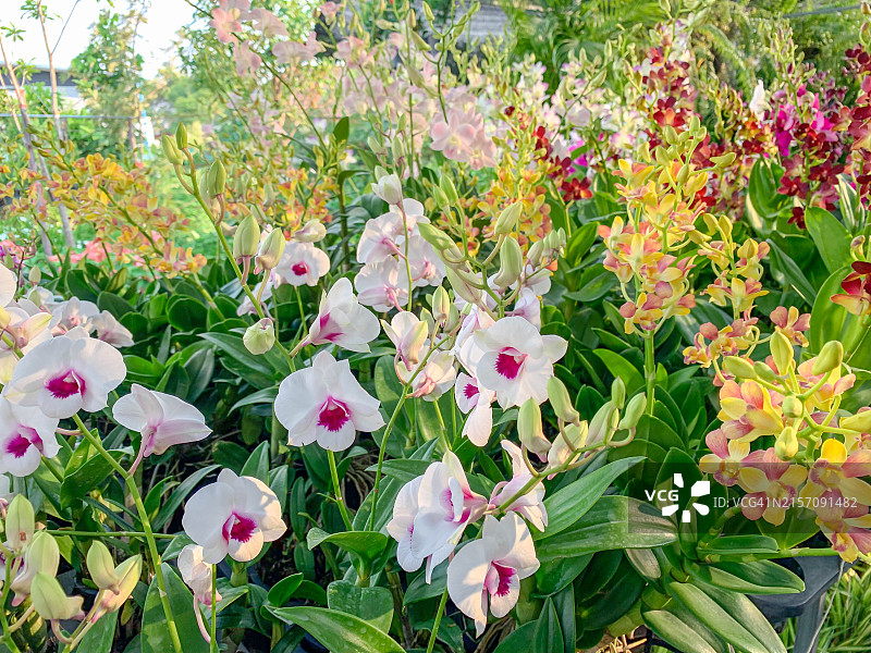 美丽的兰花园图片素材