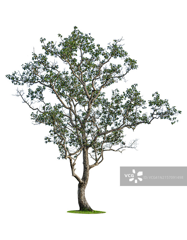 白色背景上的树图片素材