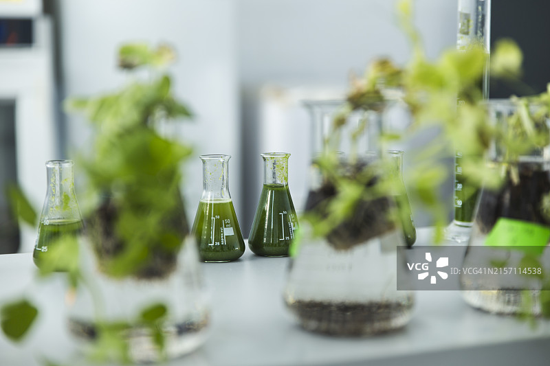 实验室中含有螺旋藻溶液的锥形瓶样本图片素材