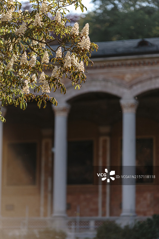 德国巴登-符腾堡州巴登-巴登饮泉厅的盛开树枝图片素材