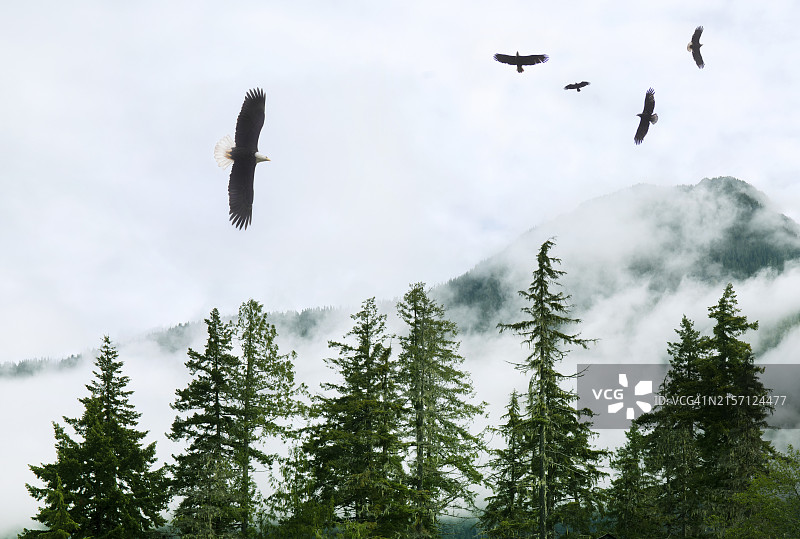 雄鹰翱翔于森林之上图片素材