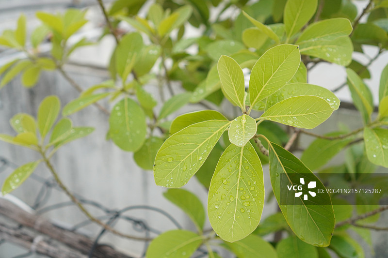 苋菜，苋科绿色叶子蔬菜在花园中新鲜盛开，天然食品背景图片素材