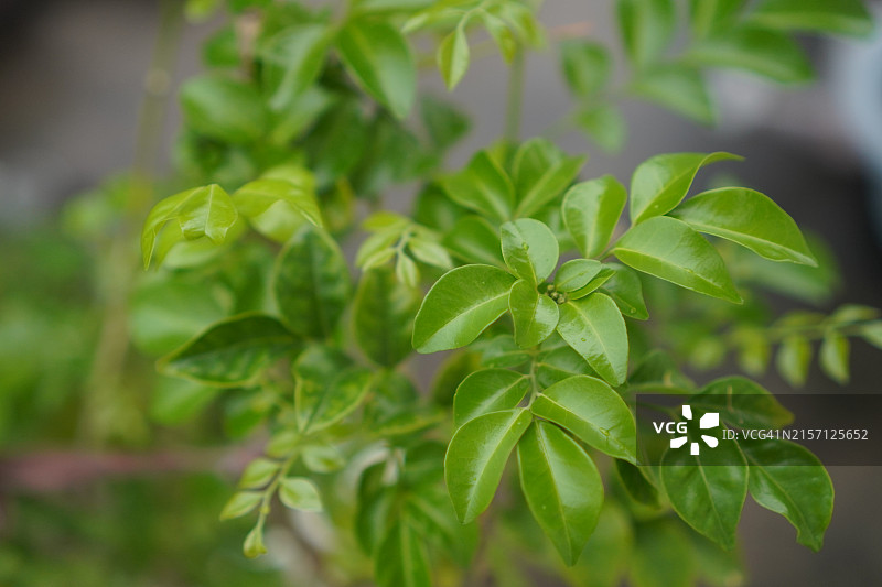 安达曼缎木，箱树图片素材