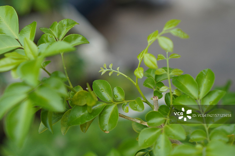 安达曼缎木，箱树图片素材