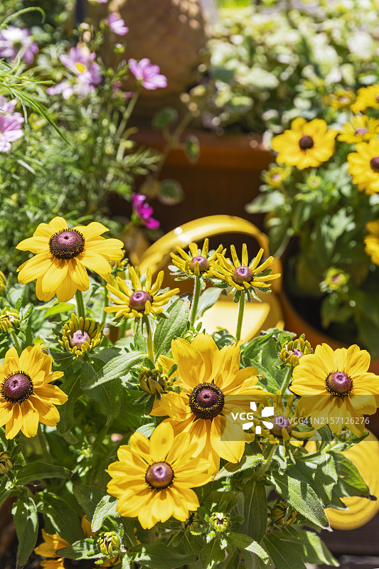 阳台花园里种植的黄色锥花图片素材