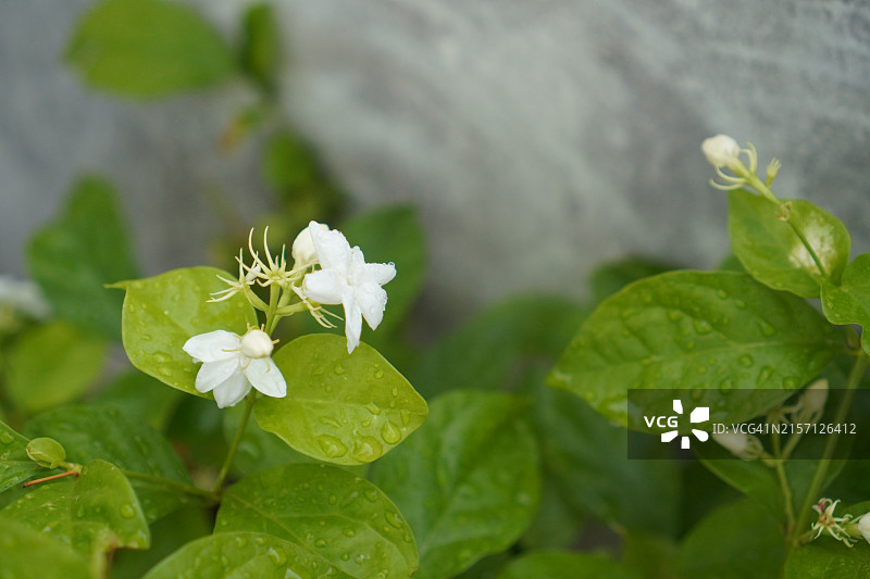 花园里的白色茉莉花图片素材