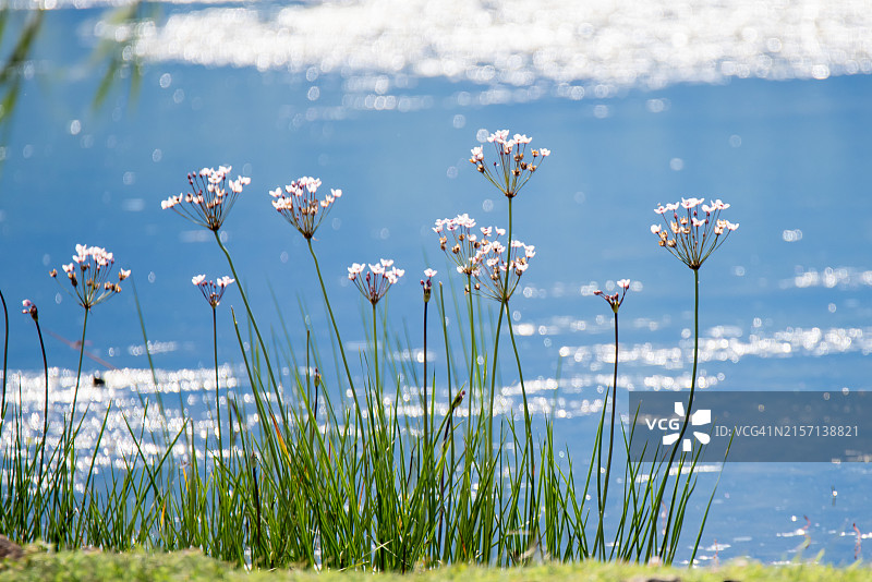 湖花图片素材
