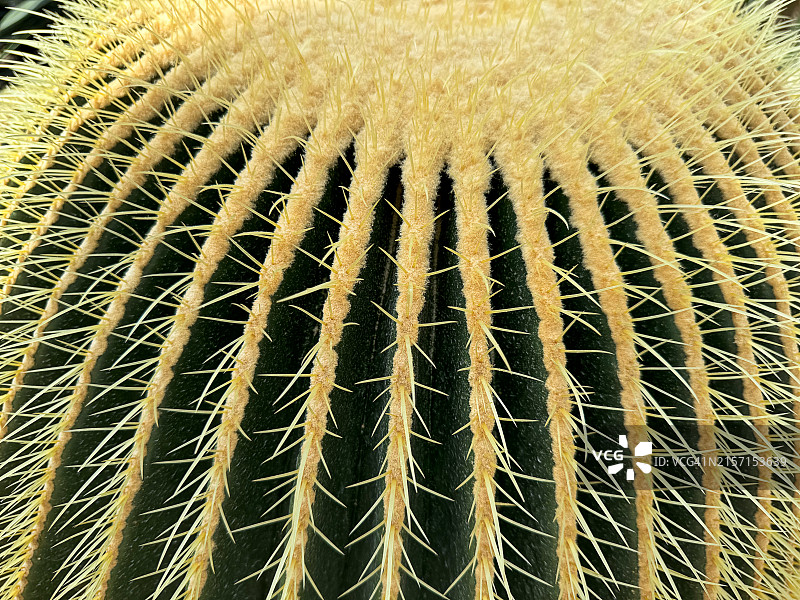 带刺仙人掌特写：自然产品概念图片素材