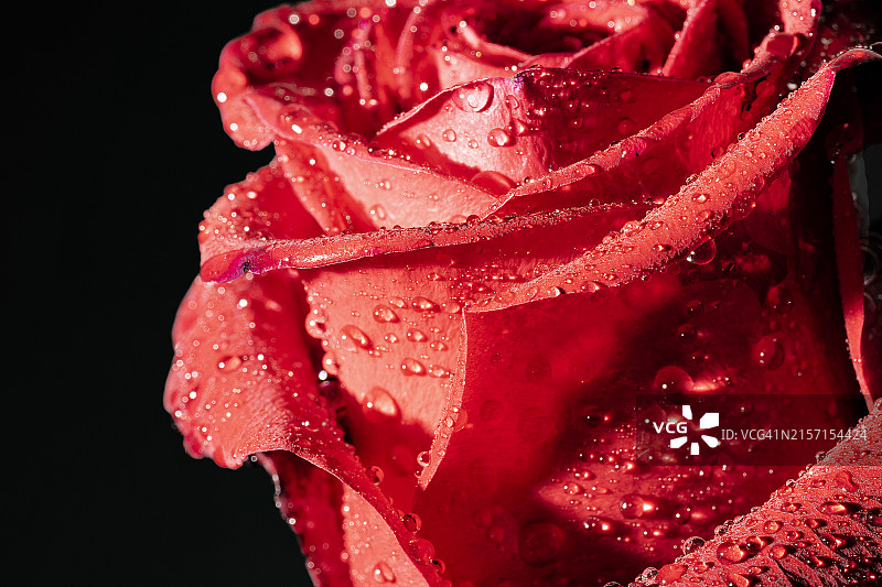 湿红玫瑰特写图片素材