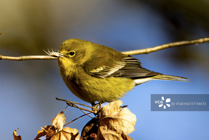 栖息在树枝上的歌山雀特写，美国亚特兰大图片素材