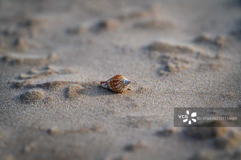 日落时海滩上的贝壳特写图片素材
