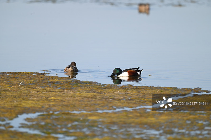 沼泽中游泳的鸭子特写，美国加利福尼亚州弗里蒙特图片素材