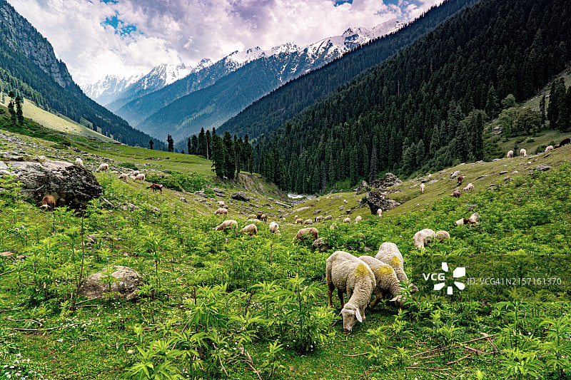 羊在草场上吃草的高角度照片图片素材