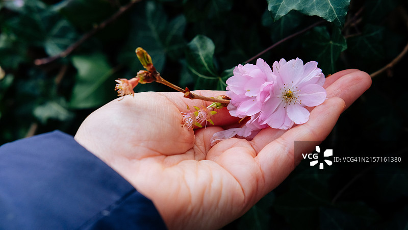 手握粉色花朵的特写图片素材