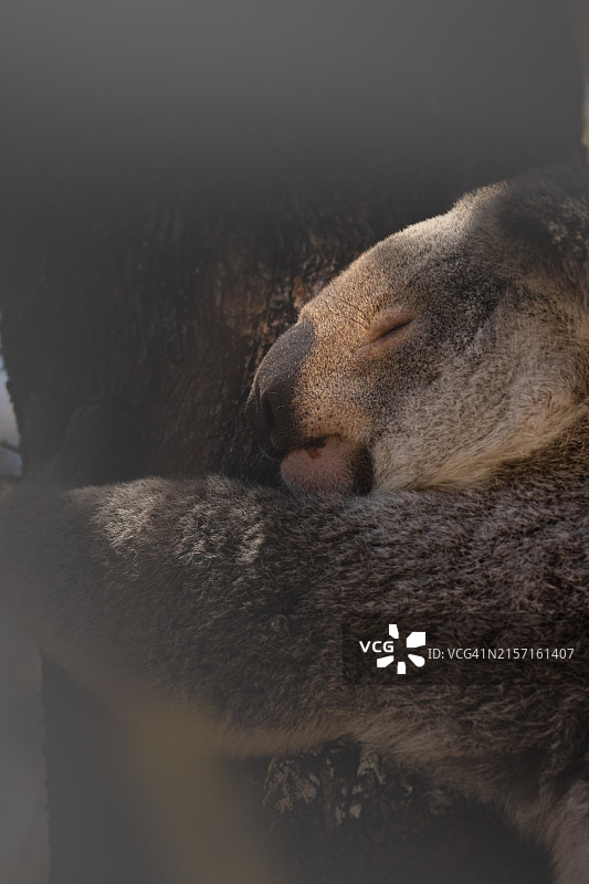 树干上睡觉的考拉特写图片素材