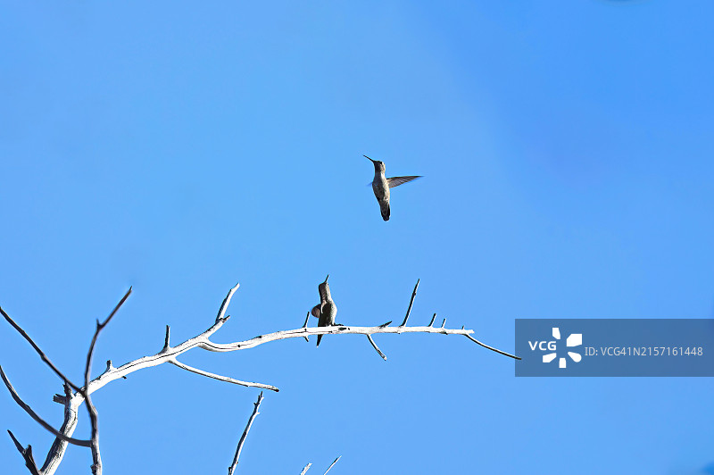 仰视视角：蜂鸟飞过蓝天，弗里蒙特，加利福尼亚州，美国图片素材