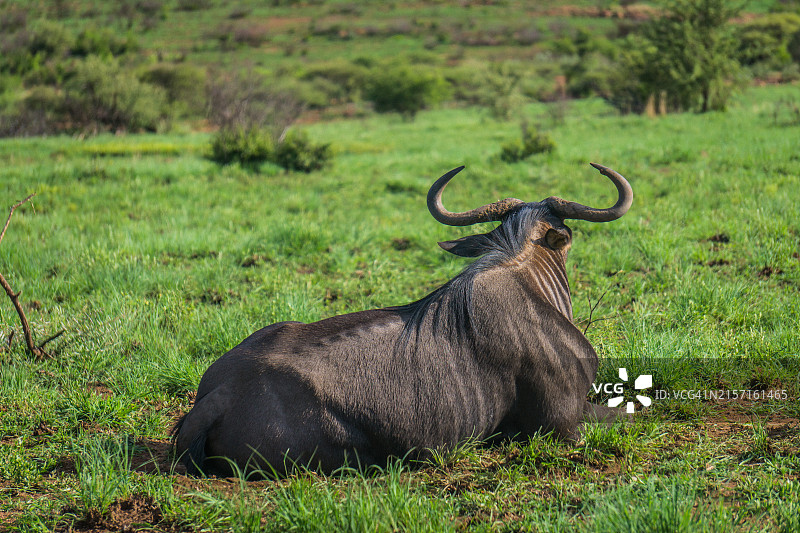 蓝角马坐在草地上的背影图片素材