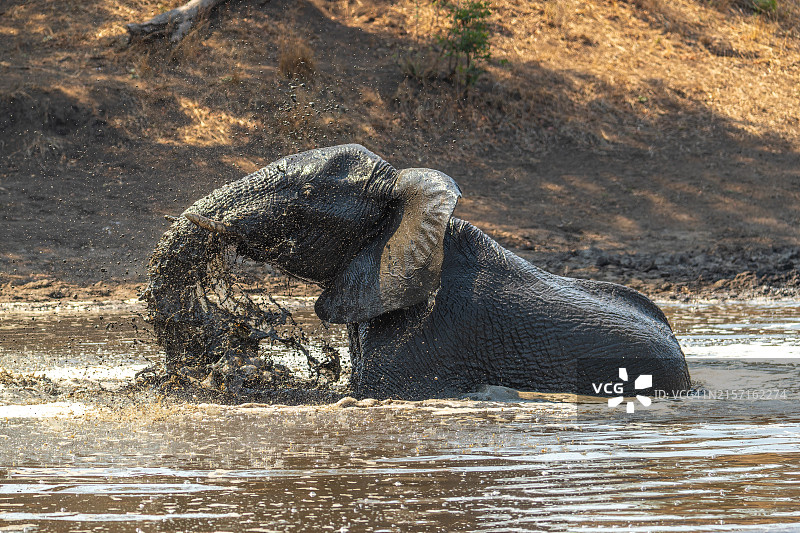 在泥水中沐浴的大象侧面图图片素材
