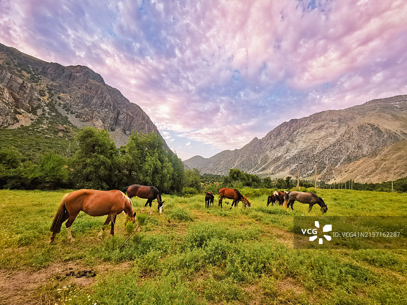 以天空为背景，在田野上吃草的马侧视图图片素材