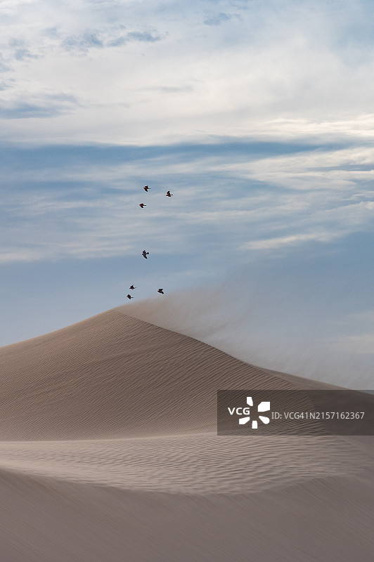 远处沙丘上空飞翔的鸟群图片素材