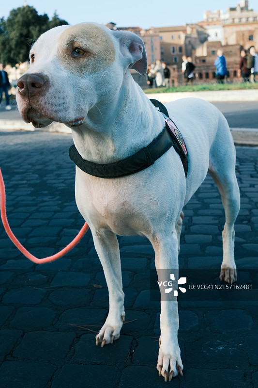 人行道上站立的纯种比特犬特写图片素材