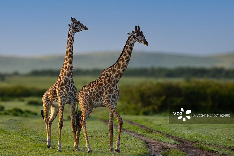 草原上两只年幼的野生长颈鹿侧面图片素材