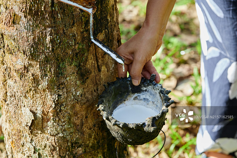 农业人员采集橡胶树的天然乳胶图片素材