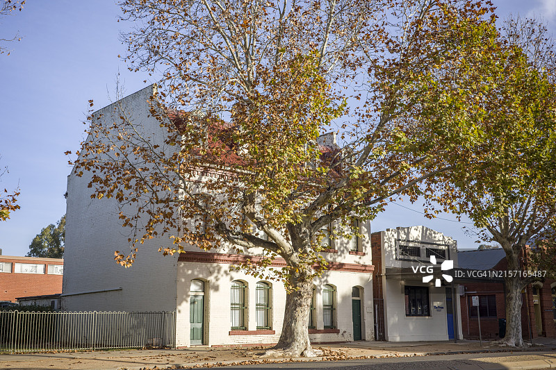 晴朗天气下，澳大利亚新南威尔士州瓦加瓦加历史建筑旁长满落叶的秋树图片素材