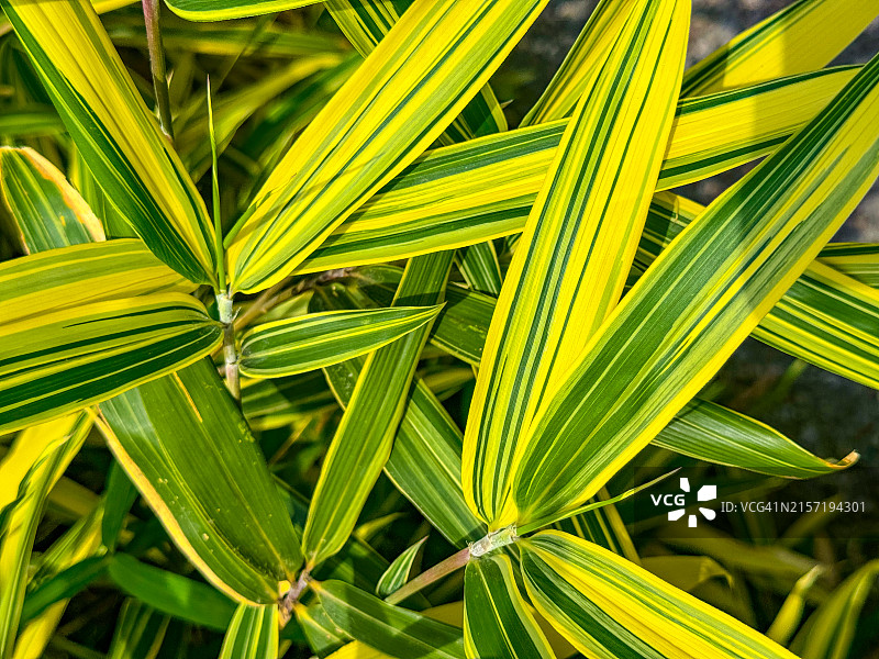 杂色竹叶图片素材