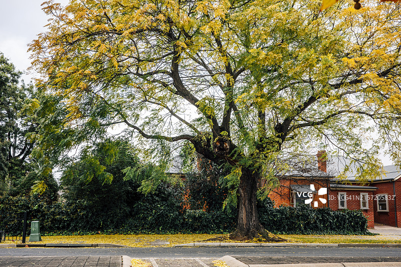 小镇乡村街道的秋色图片素材