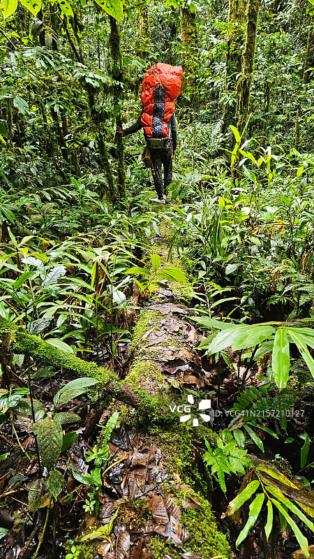 马来西亚沙捞越巴里奥普隆陶国家公园巴图拉威山顶步道雨后清晨的苔藓森林景观图片素材