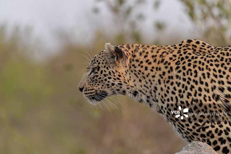 豹的肖像图片素材