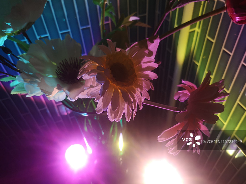 紫色的花图片素材