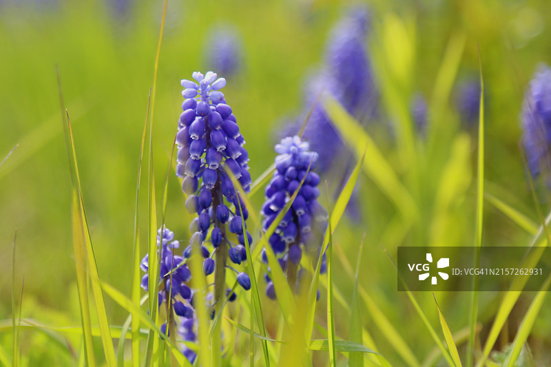 绿色田野背景下的蓝色葡萄风信子花图片素材