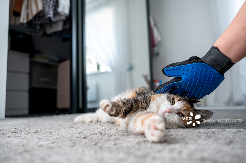 在家戴手套给猫梳毛图片素材