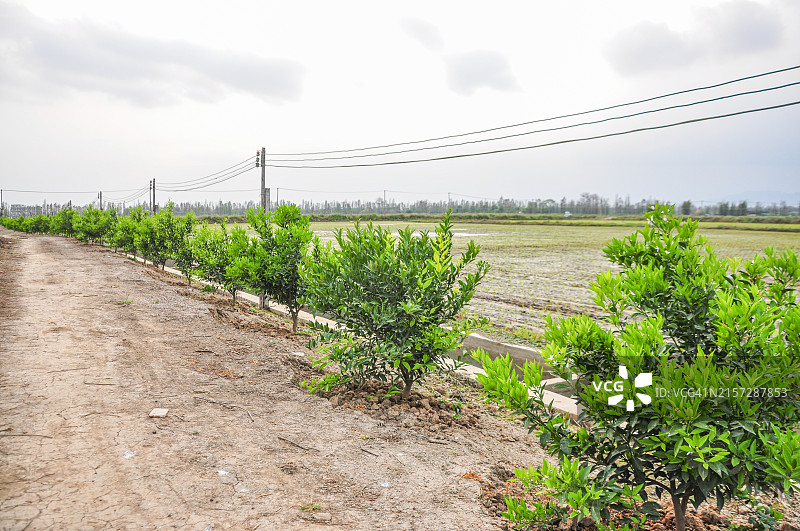 中国广东省江门市新会区：日落阳光下的柑橘果树图片素材