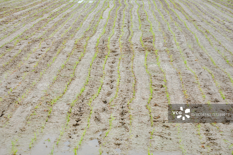 中国广东省江门市水稻插秧图片素材