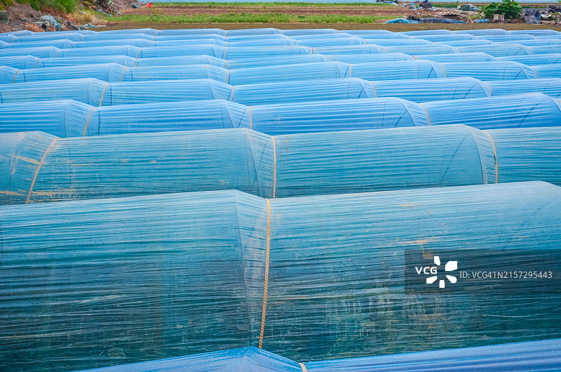 蔬菜种植温室，广东江门黄昏时的聚乙烯塑料温室图片素材