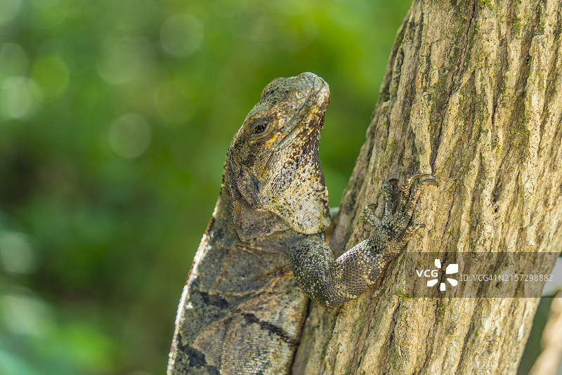 大型鬣蜥，图卢姆，金塔纳罗奥，加勒比海岸，尤卡坦半岛，玛雅里维埃拉，墨西哥，北美图片素材