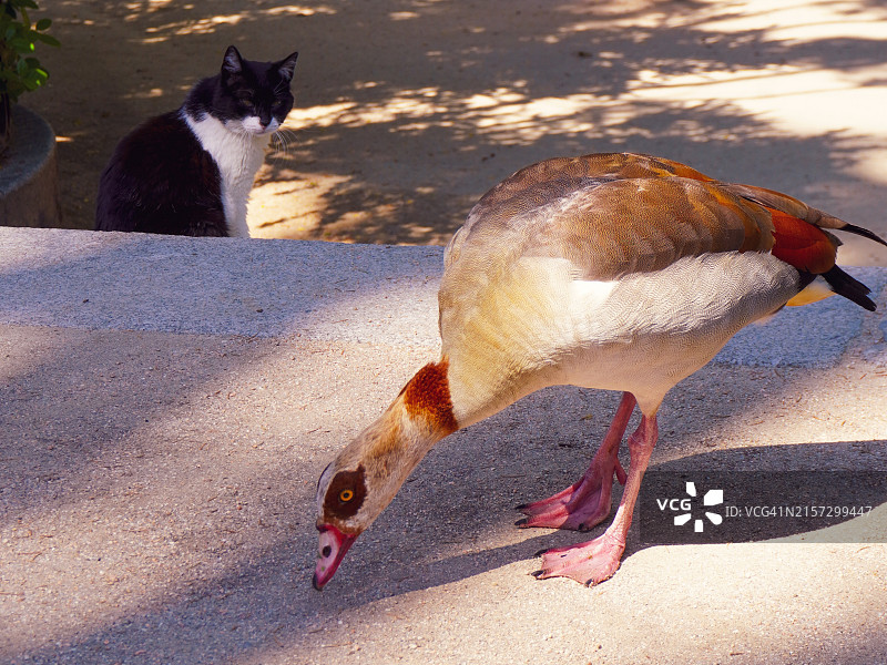 猫和鸭子图片素材