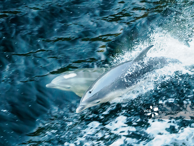 新西兰南岛峡湾国家公园的疑湾之声海豚（联合国教科文组织世界遗产）图片素材