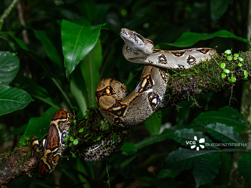 中美洲哥斯达黎加红尾蟒图片素材