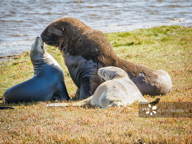 新西兰奥塔哥半岛胡珀斯海湾的珍稀海狮图片素材