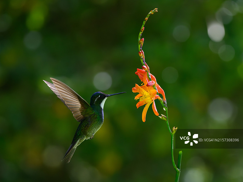 中美洲哥斯达黎加的白喉山宝石图片素材