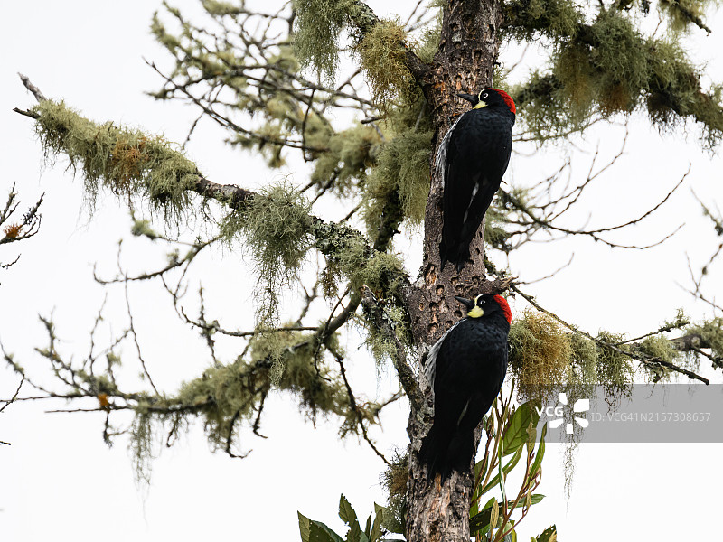 黑颊啄木鸟，哥斯达黎加，中美洲图片素材