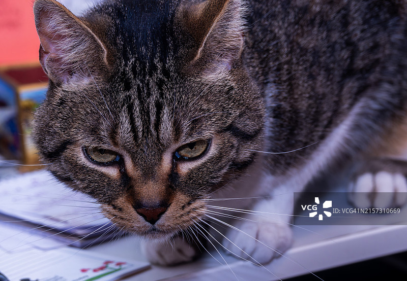 猫的特写肖像，美国图片素材