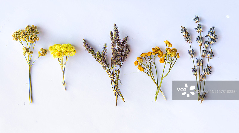 白色背景下的鲜花特写图片素材