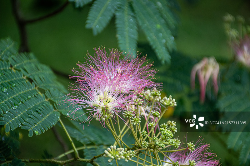 紫色蓟花特写图片素材